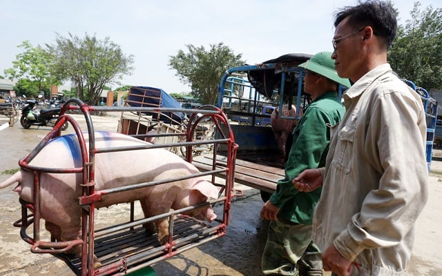 Giá lợn hơi hôm nay 9/7/2021: Biến động 1.000 - 4.000 đồng/kg - Ảnh 1
