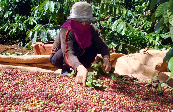 Giá nông sản hôm nay 24/4/2021: Cà phê tăng nhẹ, tiêu tiếp tục giảm 2.000 đồng/kg - Ảnh 1