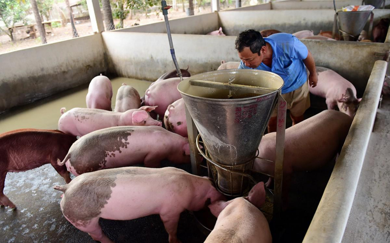 Giá lợn hơi ngày 18/7/2021: Người chăn nuôi chịu thua lỗ "kép" - Ảnh 1