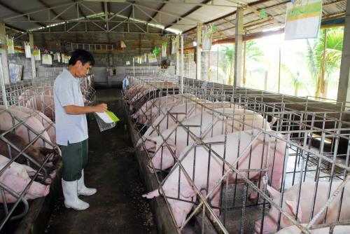 Giá lợn hơi ngày 28/7/2021: Cả 3 miền giảm 1.000 - 4.000 đồng/kg - Ảnh 1