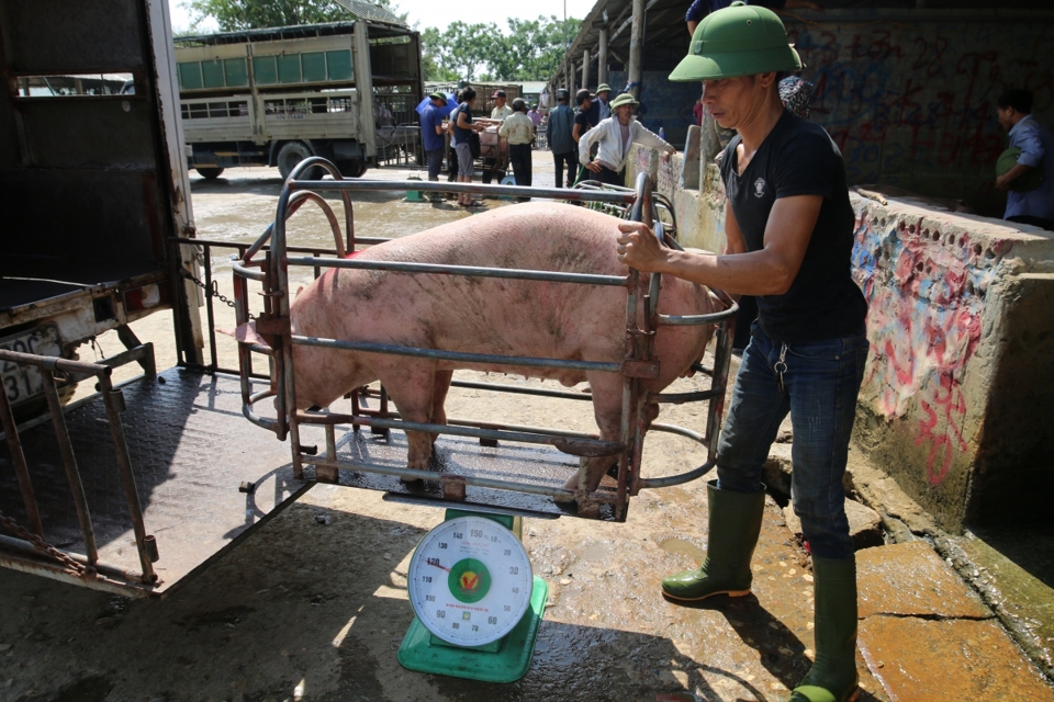 Giá lợn hơi ngày 11/7/2021: Người chăn nuôi lao đao vì giá lợn chạm đáy? - Ảnh 1