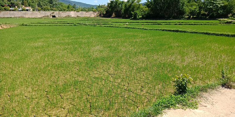 Quảng Nam: Hàng nghìn hecta lúa nguy cơ mất trắng vì thiếu nước, hạn mặn - Ảnh 1