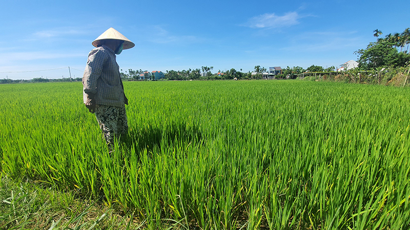 Quảng Nam: Hàng nghìn hecta lúa nguy cơ mất trắng vì thiếu nước, hạn mặn - Ảnh 2
