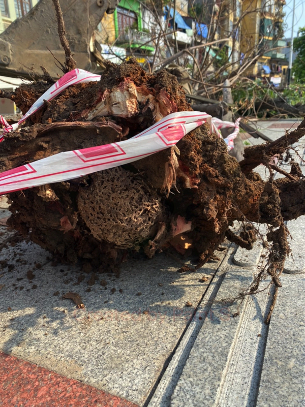Hải Phòng: 16 cây liễu chết tại phố đi bộ Tam Bạc là do mối xông - Ảnh 4