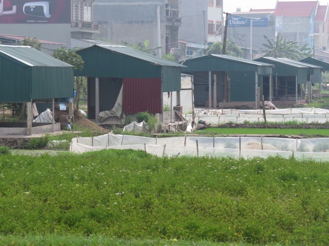 Huyện Phú Xuyên hoàn thành xây dựng huyện nông thôn mới - Ảnh 1