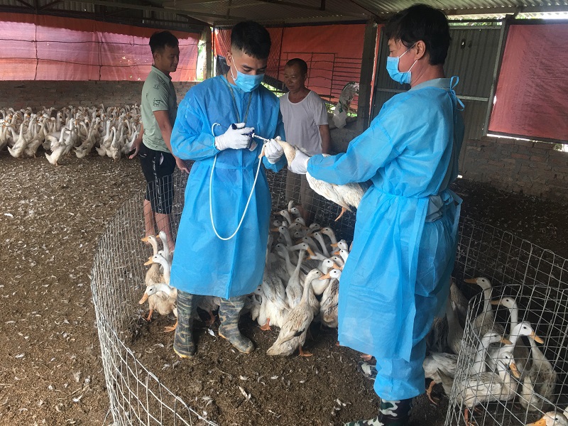Hà Nội: Cảnh giác với cúm A/H5N8 từ gia cầm có thể lây sang người - Ảnh 2