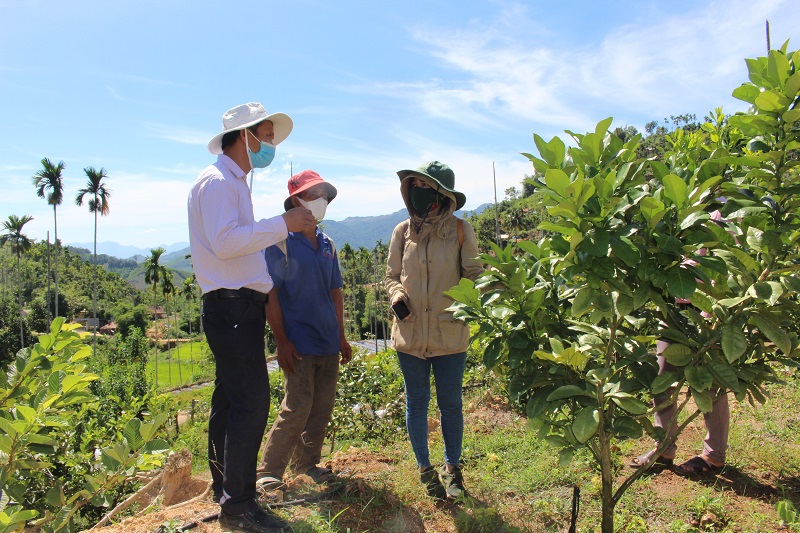 Quảng Ngãi: Người Cadong trồng cây ăn quả theo chuẩn VietGap - Ảnh 4