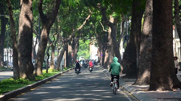 TP Hồ Chí Minh: Chặt hạ, di dời hơn 200 cây xanh để làm cầu - Ảnh 1