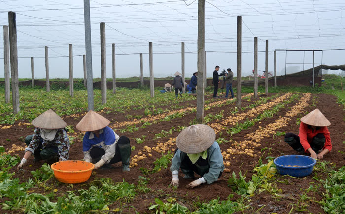 Tận dụng 2.500 tấn rơm dư thừa để trồng khoai tây vụ Đông - Ảnh 1
