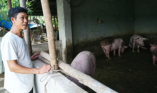 Thịt lợn bán lẻ tăng mạnh, chạm mức 100.000 đồng/kg - Ảnh 2