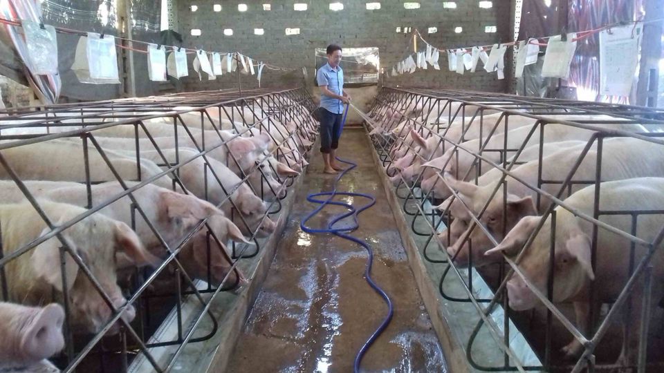 Giá lợn hơi hôm nay 25/4/2021: Biến động nhẹ, cao nhất 74.000 đồng/kg - Ảnh 1
