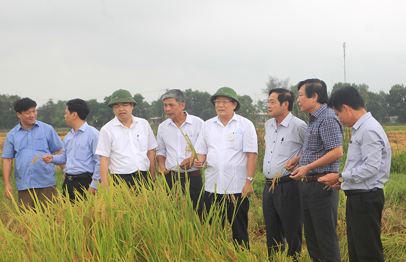 Cần sớm thành lập sàn giao dịch lúa, gạo tại Quảng Trị - Ảnh 2