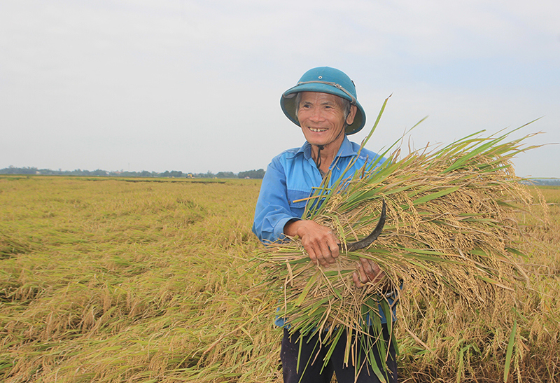 Cần sớm thành lập sàn giao dịch lúa, gạo tại Quảng Trị - Ảnh 1