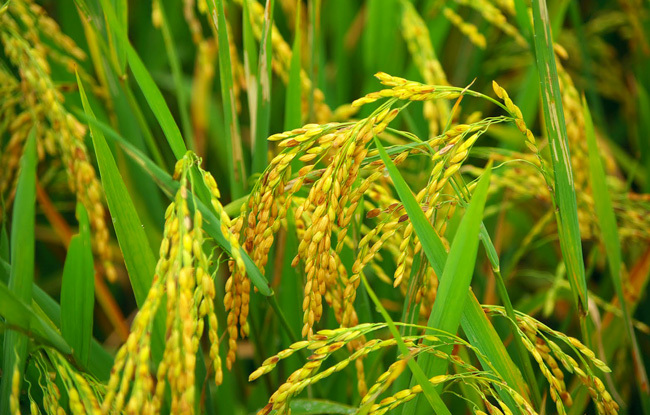 Hãy khám phá những hình ảnh của quá trình sản xuất lúa hữu cơ chất lượng cao, từ việc chăm sóc đến thu hoạch. Bạn sẽ thấy sự tận tâm của những người làm đất và tình yêu với môi trường của người tiêu dùng.