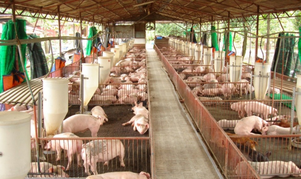 Đồng Nai: Dịch bệnh phức tạp nhưng sản lượng lợn vẫn tăng, cần giải pháp để tiêu thụ - Ảnh 1