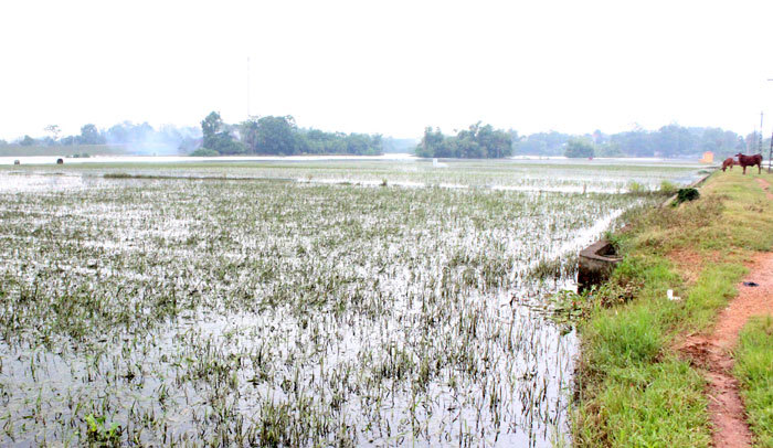 Huyện Phúc Thọ có hơn 240ha cây trồng bị chết do ngập úng - Ảnh 1