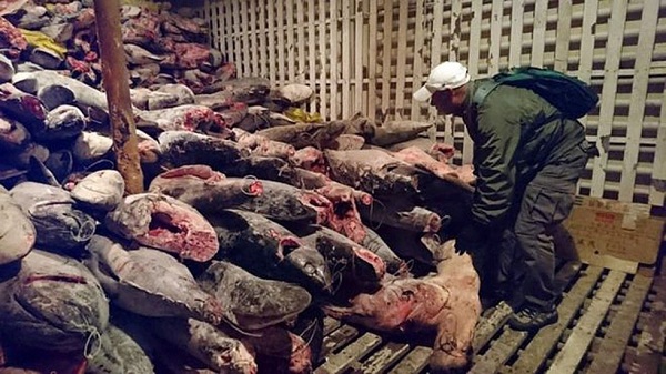 Ngư dân Trung Quốc bị Ecuador phạt 4 năm tù vì đánh bắt hơn 6000 con cá mập - Ảnh 1