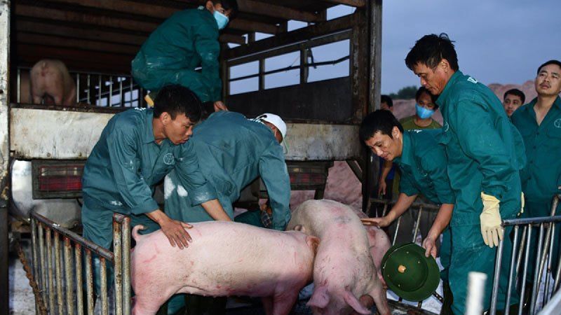 Bộ NN&PTNT: Tạm dừng nhập khẩu lợn từ Thái Lan không ảnh hưởng đến nguồn cung trong nước - Ảnh 1