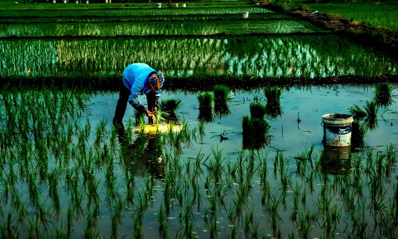 [Hà Nội trong tôi] Cấy lúa ngày mùa - Ảnh 2