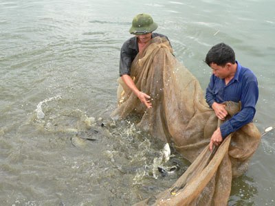 Trên 61% diện tích nuôi trồng thủy sản Hà Nội có khả năng bị ngập vào mùa mưa - Ảnh 1