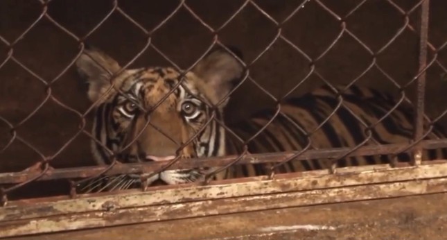 Nghệ An: Lãnh đạo địa phương lên tiếng về vụ bắt giữ cơ sở nuôi nhốt hổ trái phép - Ảnh 2