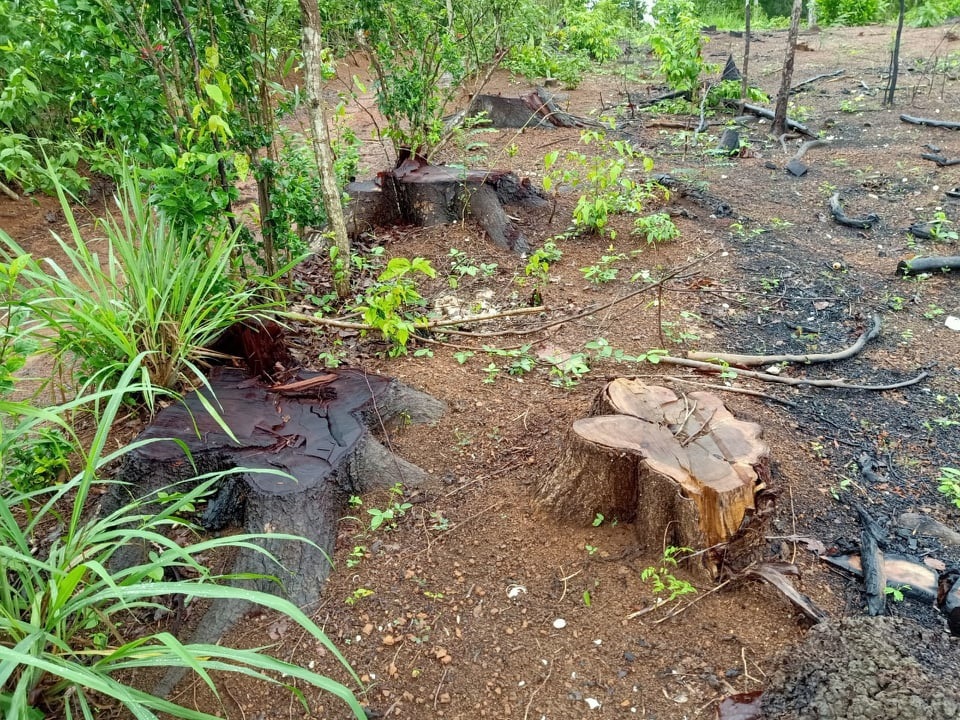 Đồng Nai: “Rừng” cây hàng chục năm tuổi bị đốn hạ hàng loạt - Ảnh 3