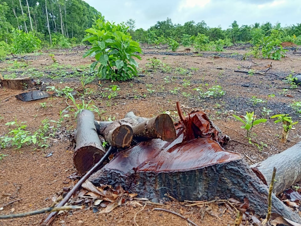 Đồng Nai: “Rừng” cây hàng chục năm tuổi bị đốn hạ hàng loạt - Ảnh 2