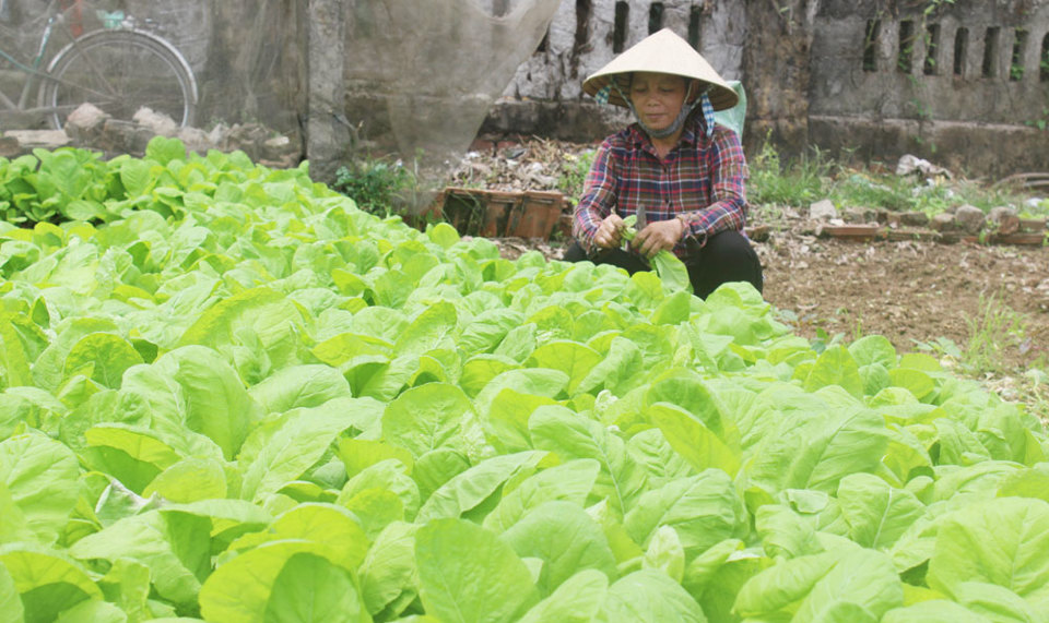 Phụ nữ phường Lĩnh Nam, quận Hoàng Mai: Chung tay sản xuất rau an toàn - Ảnh 1