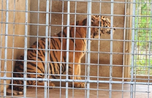 Nghệ An: Khởi tố vụ nuôi nhốt 17 cá thể hổ - Ảnh 1