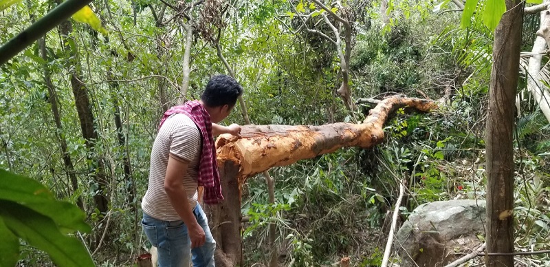 Quảng Trị: Cảnh báo tình trạng đốn hạ quế rừng lấy vỏ bán cho thương lái - Ảnh 1