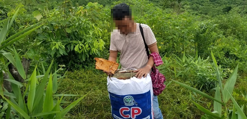 Quảng Trị: Cảnh báo tình trạng đốn hạ quế rừng lấy vỏ bán cho thương lái - Ảnh 2