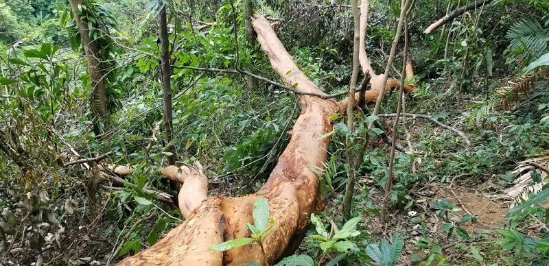 Quảng Trị: Cảnh báo tình trạng đốn hạ quế rừng lấy vỏ bán cho thương lái - Ảnh 3