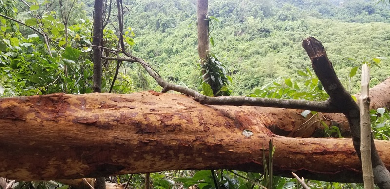 Quảng Trị: Cảnh báo tình trạng đốn hạ quế rừng lấy vỏ bán cho thương lái - Ảnh 4