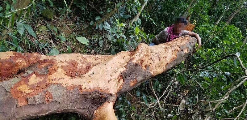 Quảng Trị: Cảnh báo tình trạng đốn hạ quế rừng lấy vỏ bán cho thương lái - Ảnh 5
