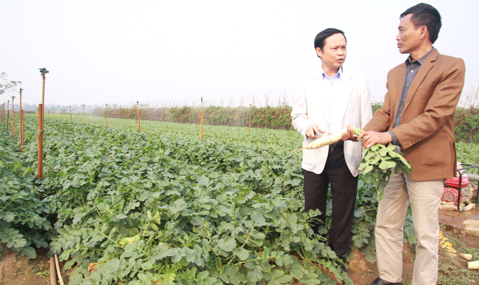 Xã Tráng Việt, huyện Mê Linh: Tìm quỹ đất cho rau an toàn - Ảnh 1