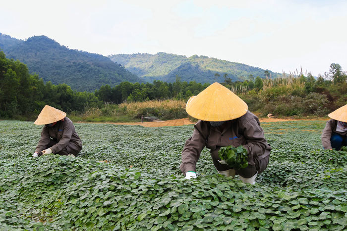 Sản phẩm TH true Herbal: Đánh thức kho báu thảo dược nghìn năm của cha ông - Ảnh 1