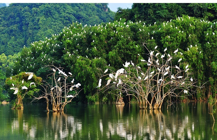 Diện tích rừng ngập mặn Đồng bằng sông Cửu Long giảm 10% trong 5 năm qua - Ảnh 1