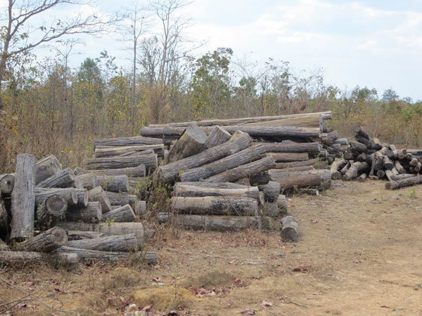 Điều tra, xử lý nghiêm các đối tượng phá rừng - Ảnh 1