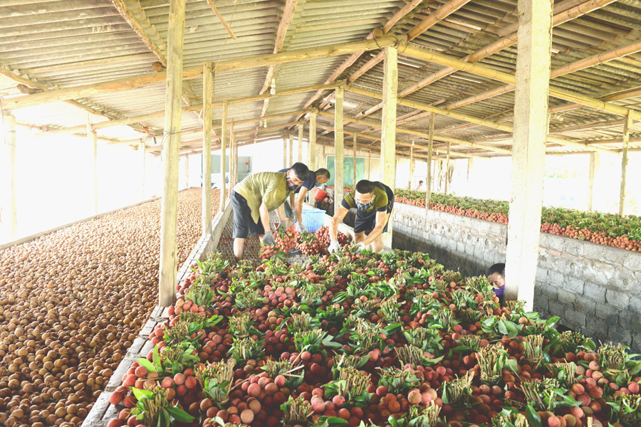 Bắc Giang: Vải thiều Lục Ngạn trong vùng giãn cách xã hội được tiêu thụ như thế nào? - Ảnh 2