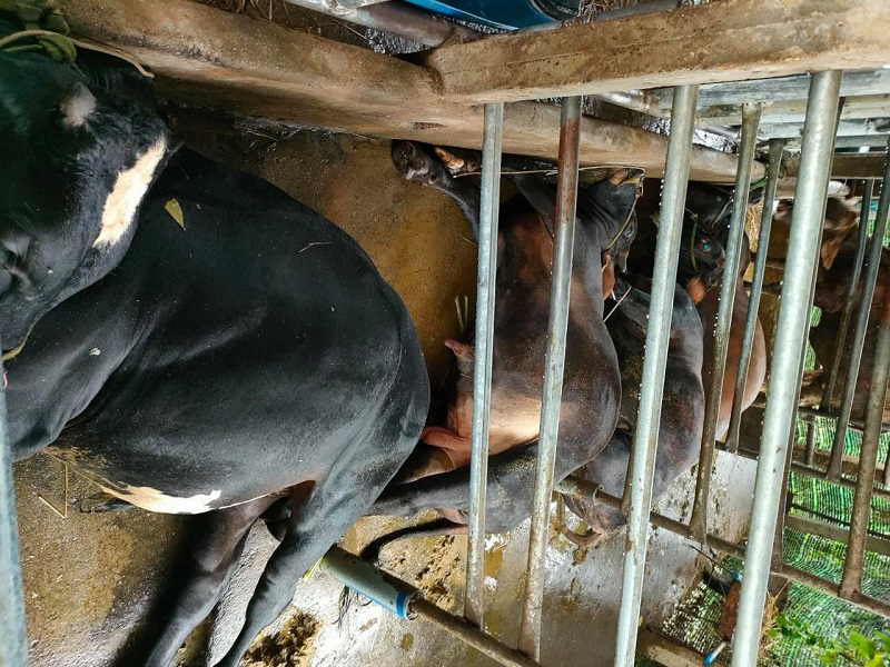 Dông lốc tốc mái nhà dân, sét đánh chết đàn bò ở Quảng Ngãi - Ảnh 1