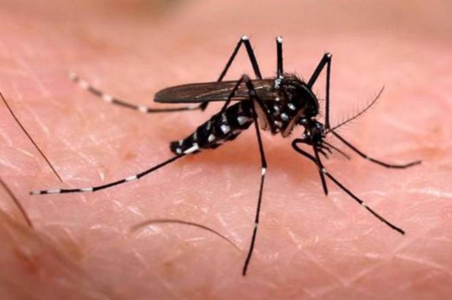 Bộ Y tế thông tin chi tiết về loại muỗi Aedes đang gây dịch sốt xuất huyết - Ảnh 1