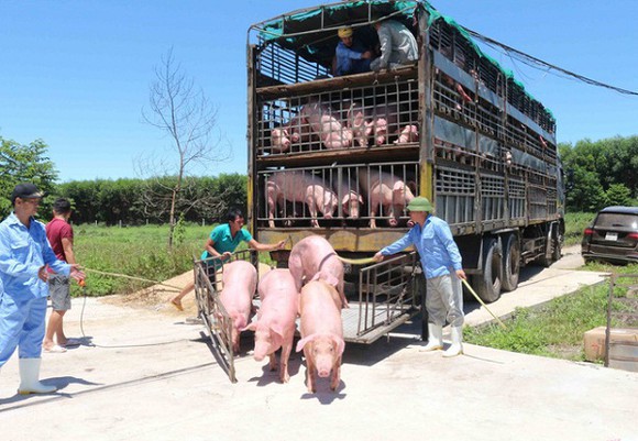 Giá lợn hơi hôm nay 30/5/2021: Biến động từ 1.000 - 4.000 đồng/kg - Ảnh 1