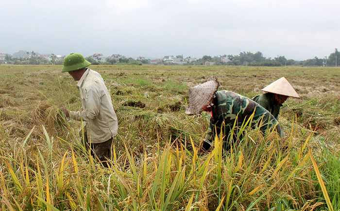 Dự phòng 500 tấn thóc giống cho sản xuất vụ Mùa - Ảnh 1