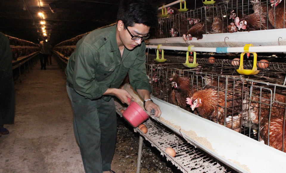 Cấm sử dụng kháng sinh trong chăn nuôi: Vì một nền nông nghiệp an toàn - Ảnh 1
