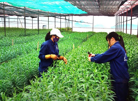 Hà Nội khai trương khu sinh thái nông nghiệp công nghệ cao - Ảnh 1