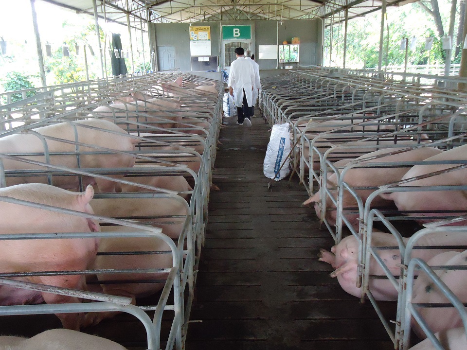 Đồng Nai: Dịch bệnh phức tạp nhưng sản lượng lợn vẫn tăng, cần giải pháp để tiêu thụ - Ảnh 2