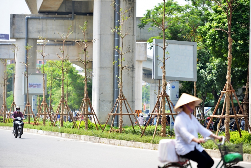 Hà Nội trồng, cải tạo hệ thống cây xanh dưới hạ tầng đường sắt Cát Linh - Hà Đông - Ảnh 1