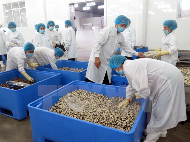 Sản phẩm ngao sạch của Nam Định lần đầu xuất khẩu sang châu Âu - Ảnh 1