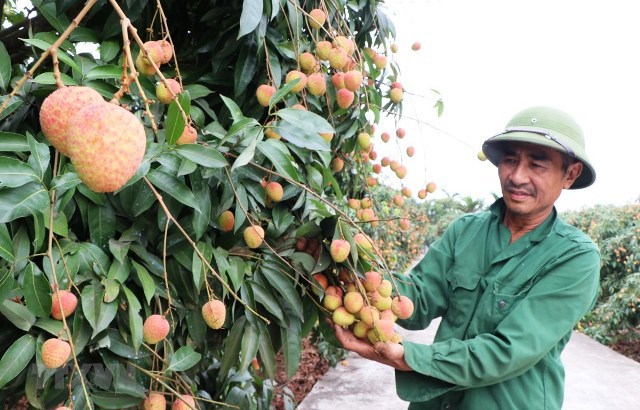 Trái cây Việt tìm đường xuất khẩu sang Trung Quốc - Ảnh 1