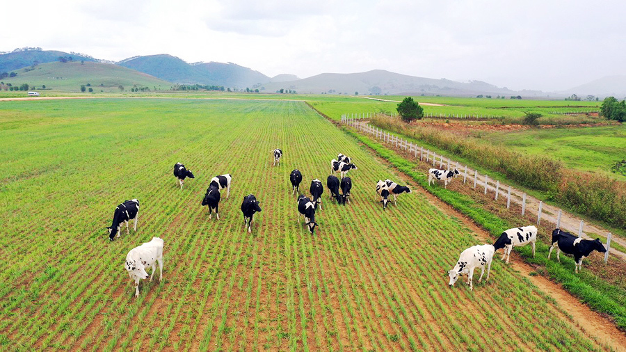 Siêu dự án trang trại của Vinamilk tại Lào sẽ "cho sữa" vào đầu năm 2022 - Ảnh 5
